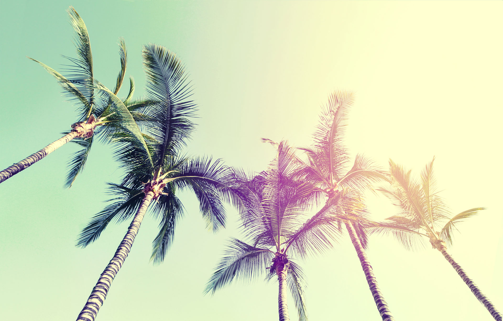 View of palm trees from below during a beautiful day