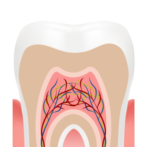 Tooth illustration